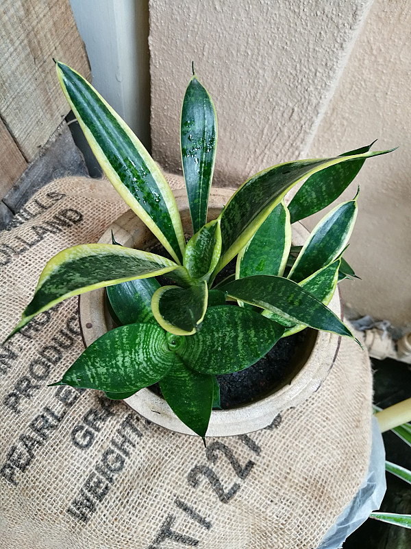 Air Filtering Plants Barnything