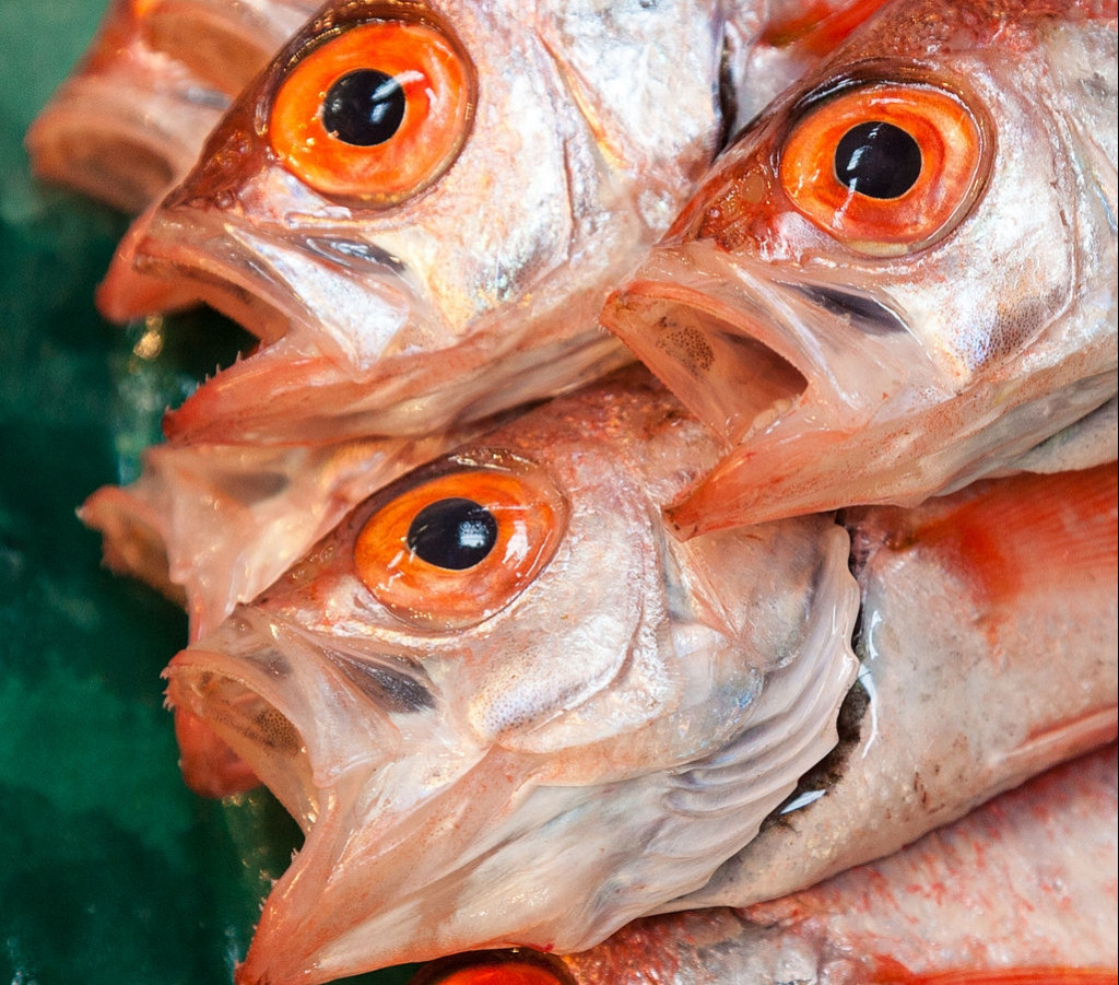 1024px-Oweston_sting_fish_for_sale_at_Tsukiji_Fishmarket_Tokyo-30-e1600096003909