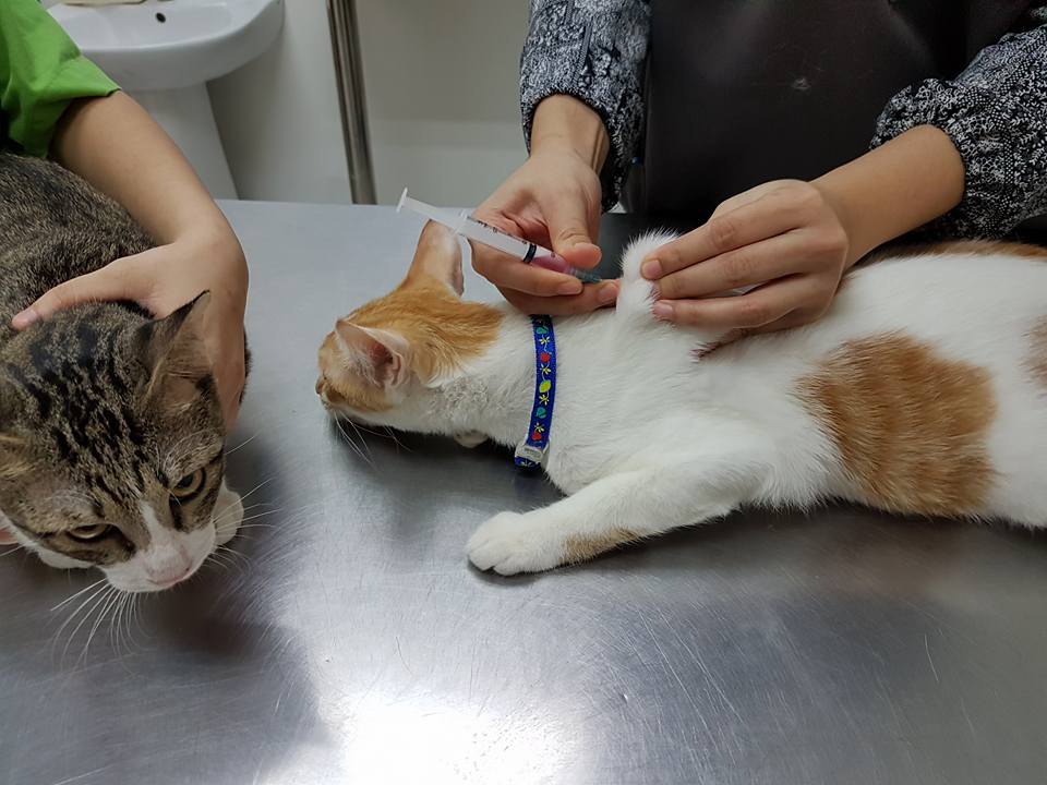 Teoh Animal Clinic