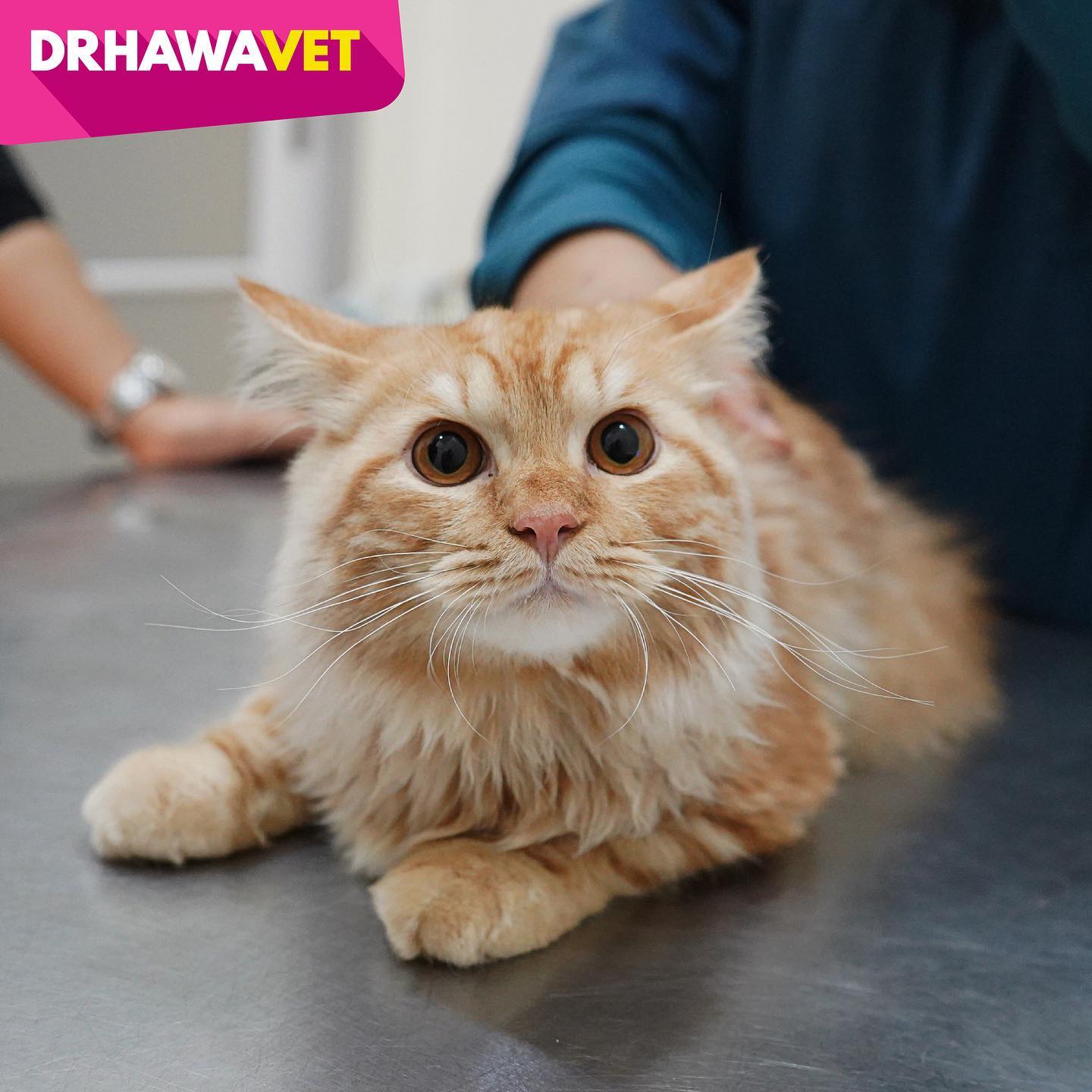 KLINIK HAIWAN DR HAWA PUCHONG