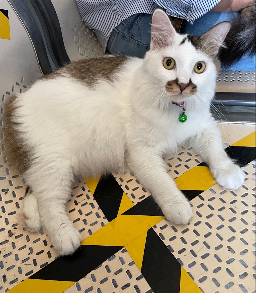 Klinik Veterinar Maya