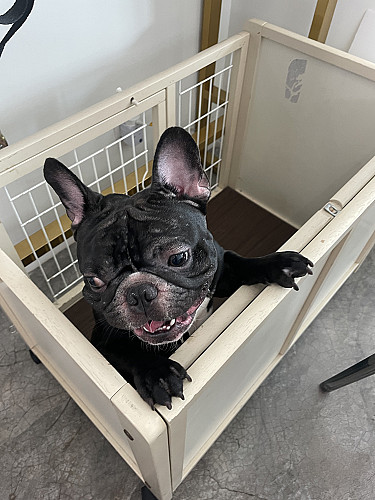Pug and Frenchie Day