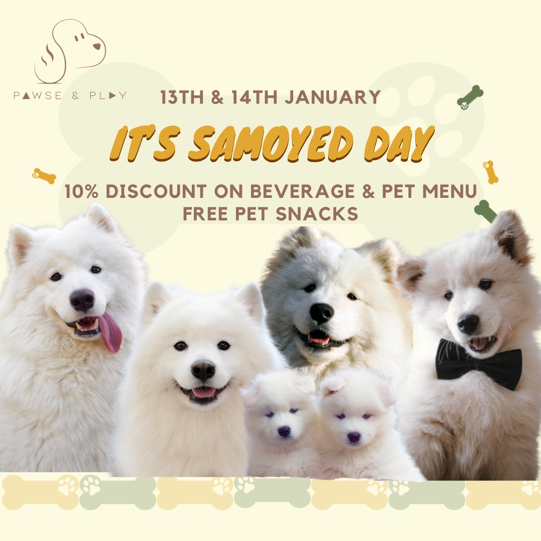 It's Samoyed Day!