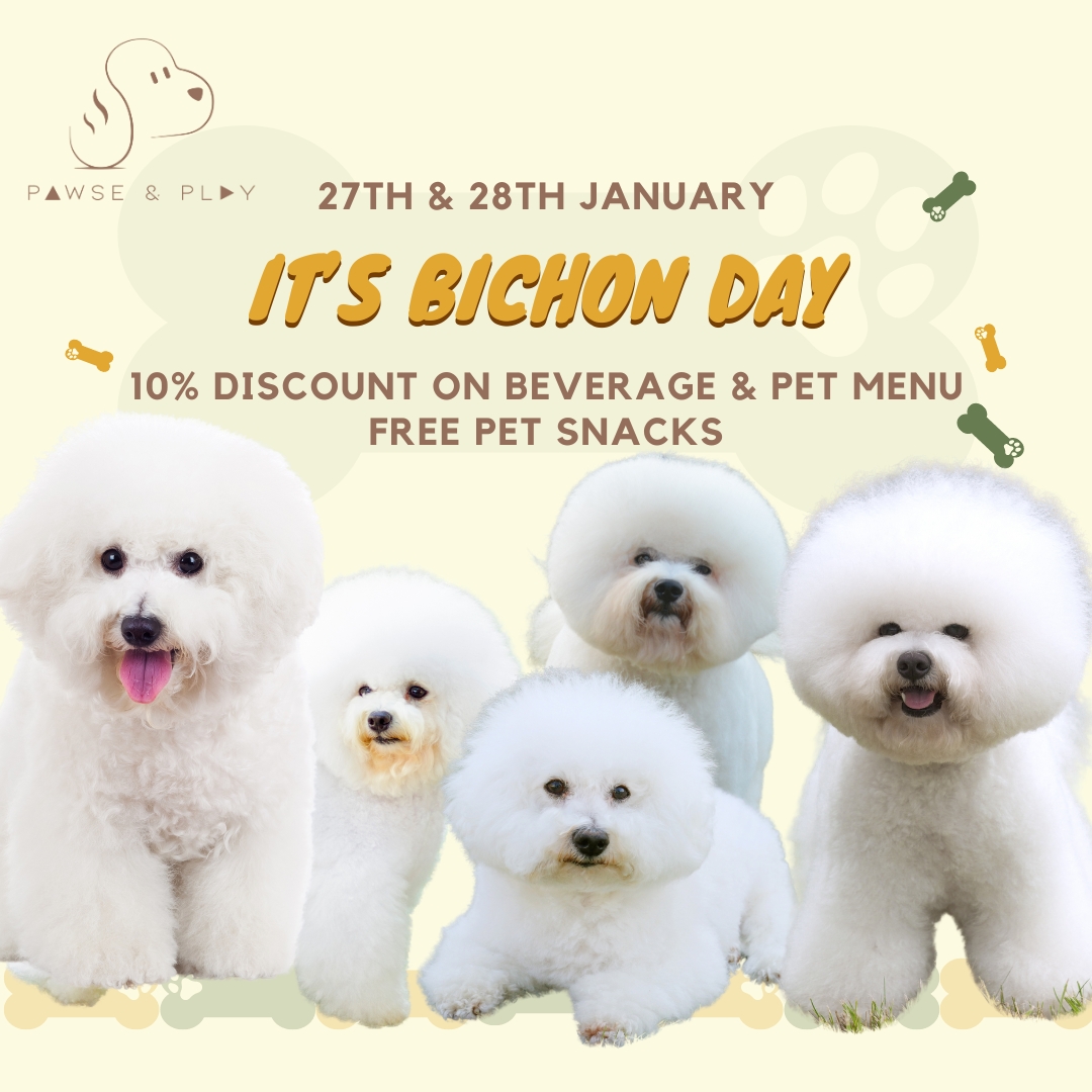 It's Bichon Day!