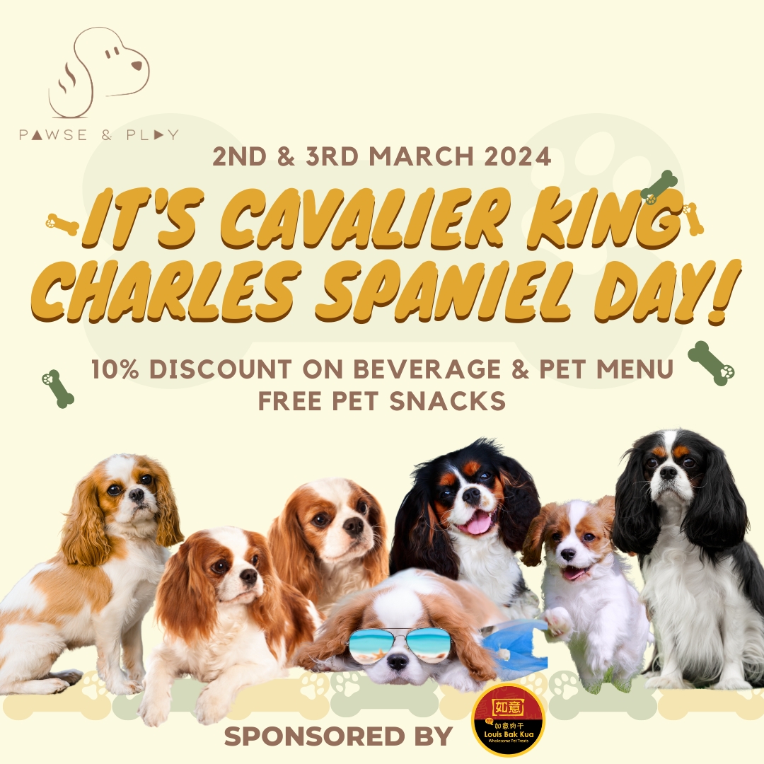 It's Cavalier King Charles Spaniel Day!