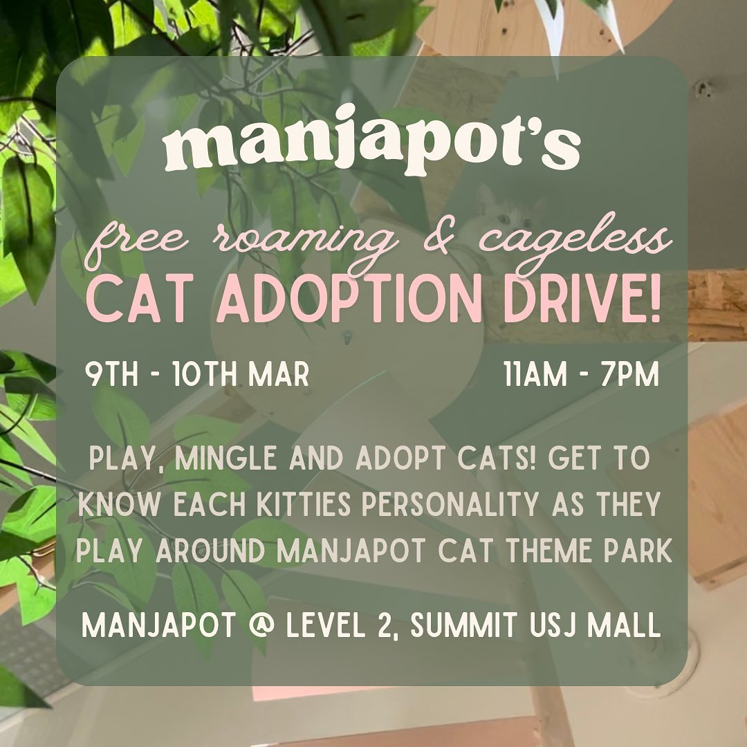Manjapot's Cat Adoption