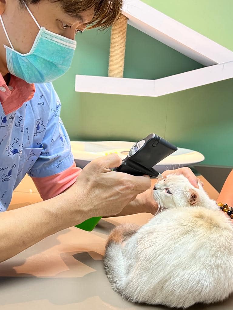 Healing Pets Animal Medical Centre Ss21 Uptown Damansara Lucas Map