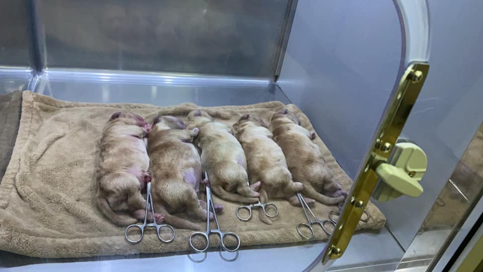 Healing Pets Animal Medical Centre Ss21 Uptown Damansara Lucas Map